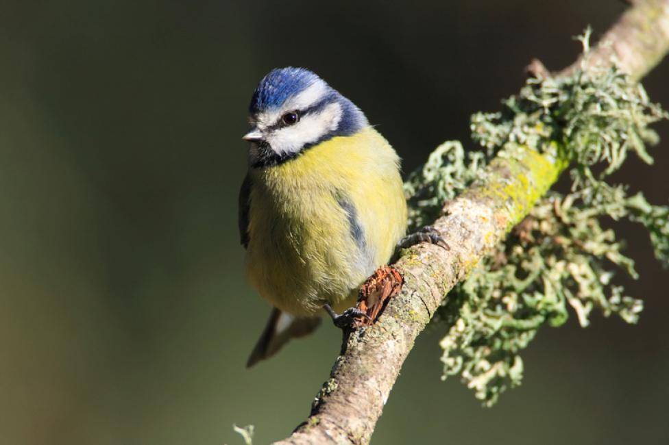 Imagen 67 de la galería de Herrerilo común - Bue tit (Cyanistes caeruleus)